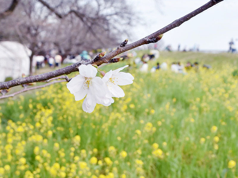 菜の花が咲き誇る中で開花したソメイヨシノ＝31日午後4時5分ごろ、熊谷市の熊谷桜堤
