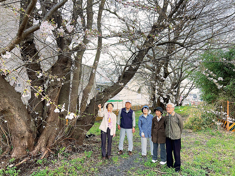 開花し始めた七里駅前の桜。1本の木の根元から複数の大きな幹が伸び、珍しい樹形を作っている＝1日、さいたま市見沼区風渡野