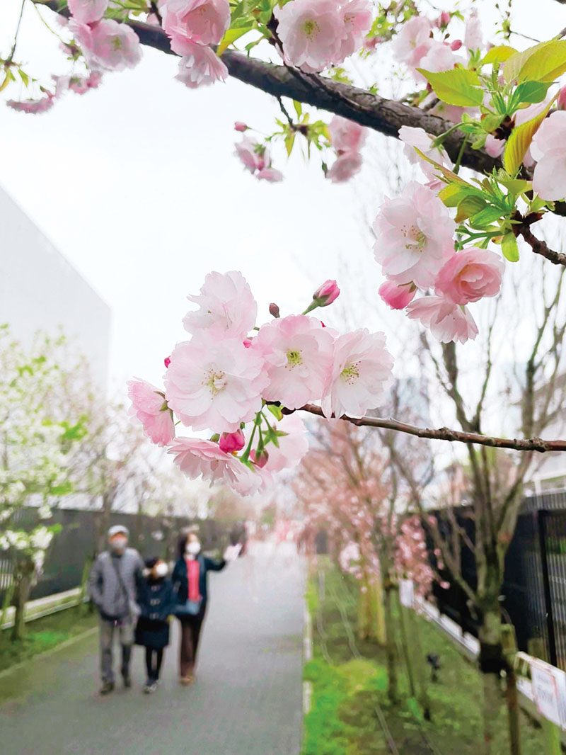 26品種107本の桜が咲く「桜のさんぽ道」＝5日午前、さいたま市大宮区北袋町の造幣局さいたま支局