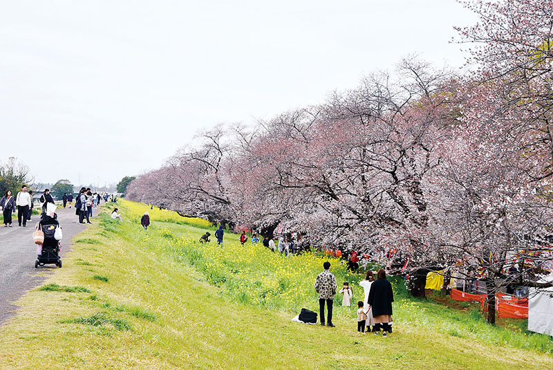 例年より開花が遅れている熊谷桜堤＝5日、埼玉県熊谷市