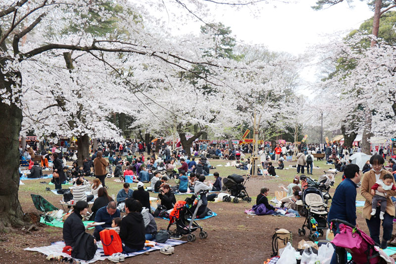 見頃を迎えた桜の下で花見を楽しむ人たち＝6日正午、埼玉県さいたま市大宮区高鼻町の大宮公園