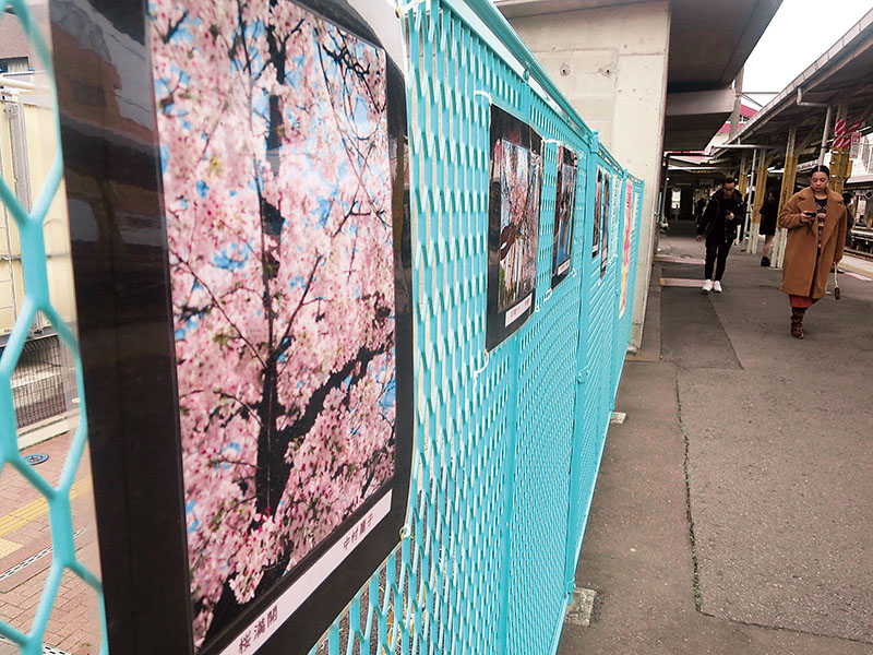 満開の桜の写真は圧巻＝埼玉県北本市のJR北本駅上りホーム