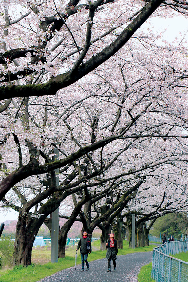 見頃を迎えた見沼田んぼの桜回廊＝5日午後、埼玉県さいたま市緑区新宿