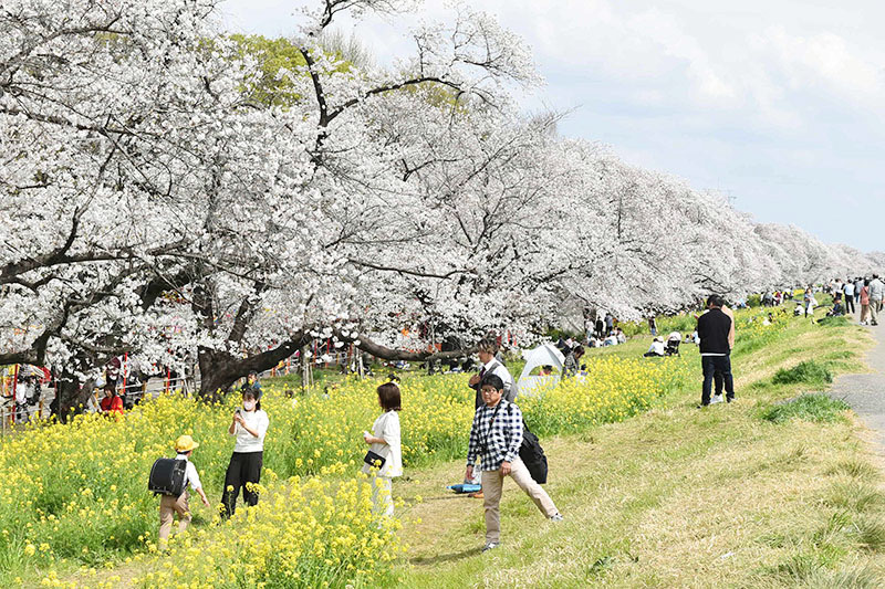 満開を迎えたソメイヨシノと菜の花が咲き誇る熊谷桜堤＝8日、熊谷市内