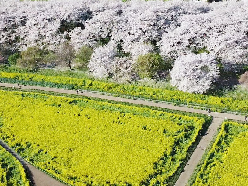 幸手権現堂桜堤で満開となったサクラと菜の花（ドローンから撮影）