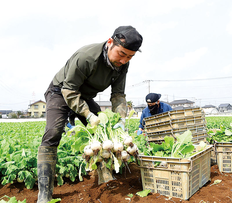 春カブを収穫する金子真弥さん＝8日、川越市下赤坂