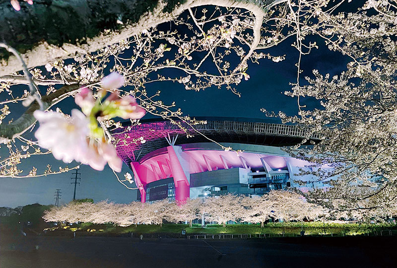 桜色のスタジアムと夜桜が共演＝4日午後8時半、さいたま市緑区の埼玉スタジアム