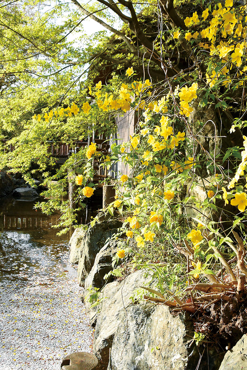 園内を美しく彩るヤマブキと水面の花いかだ＝16日、越生町如意の山吹の里歴史公園