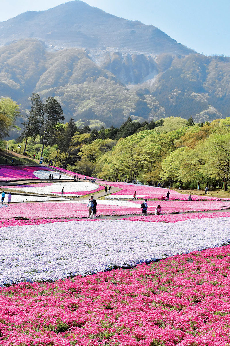 武甲山をバックに咲き誇っているシバザクラ＝4月20日、秩父市大宮の羊山公園