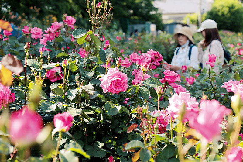 ピンクなど早咲きのバラが咲き始めた与野公園のバラ園＝2日午後、埼玉県さいたま市中央区本町西1丁目