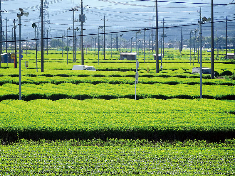 茶の木の畝が連なる金子台の茶畑＝2日午後、埼玉県入間市内