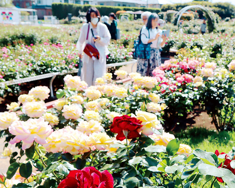 400種5千株のさまざまなバラが咲き誇るバラまつり＝伊奈町小針内宿の町制施行記念公園
