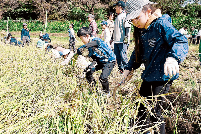 昨年10月に行われた「見沼たんぼで自然を学ぼう」の3回目、稲刈りの様子
