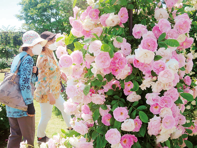 色とりどりのバラが咲き誇っている＝17日午後、鴻巣市関新田の「花久の里」