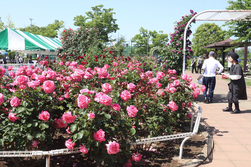 400種5千株のバラが咲き誇る県内最大のバラ園で開かれている「2025バラまつり」
