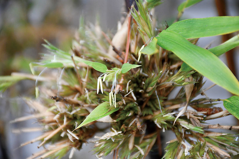 加藤さん方で開花した「クロチク」の花。花の先には雄しべのようなものが垂れ下がっている