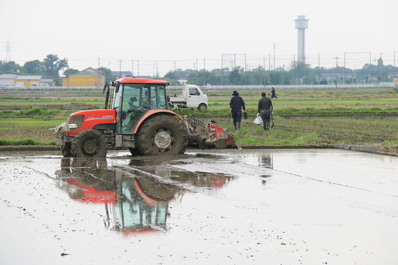 農作業するコメ農家ら