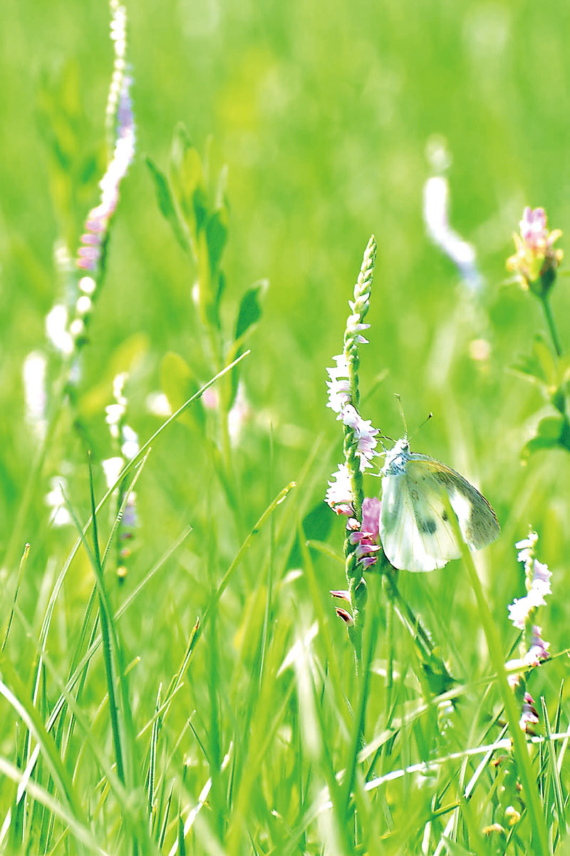 河川敷に群生するネジバナ＝19日午前、狭山市広瀬東