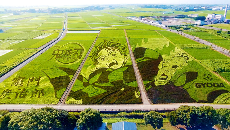 見頃となった田んぼアート