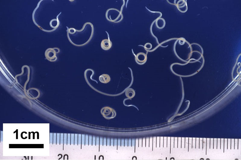 スケトウダラから取り出したアニサキスの幼虫。体長は2～3センチで肉眼でも十分に見え活発に運動する（国立健康危機管理研究機構HPより）