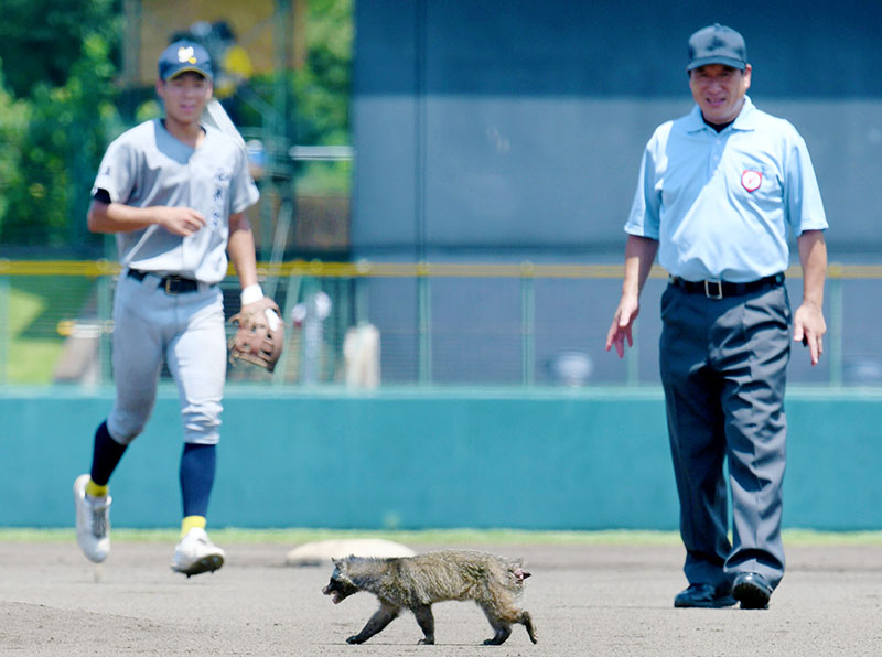 突如現れた珍客に球場の緊張がほぐれた