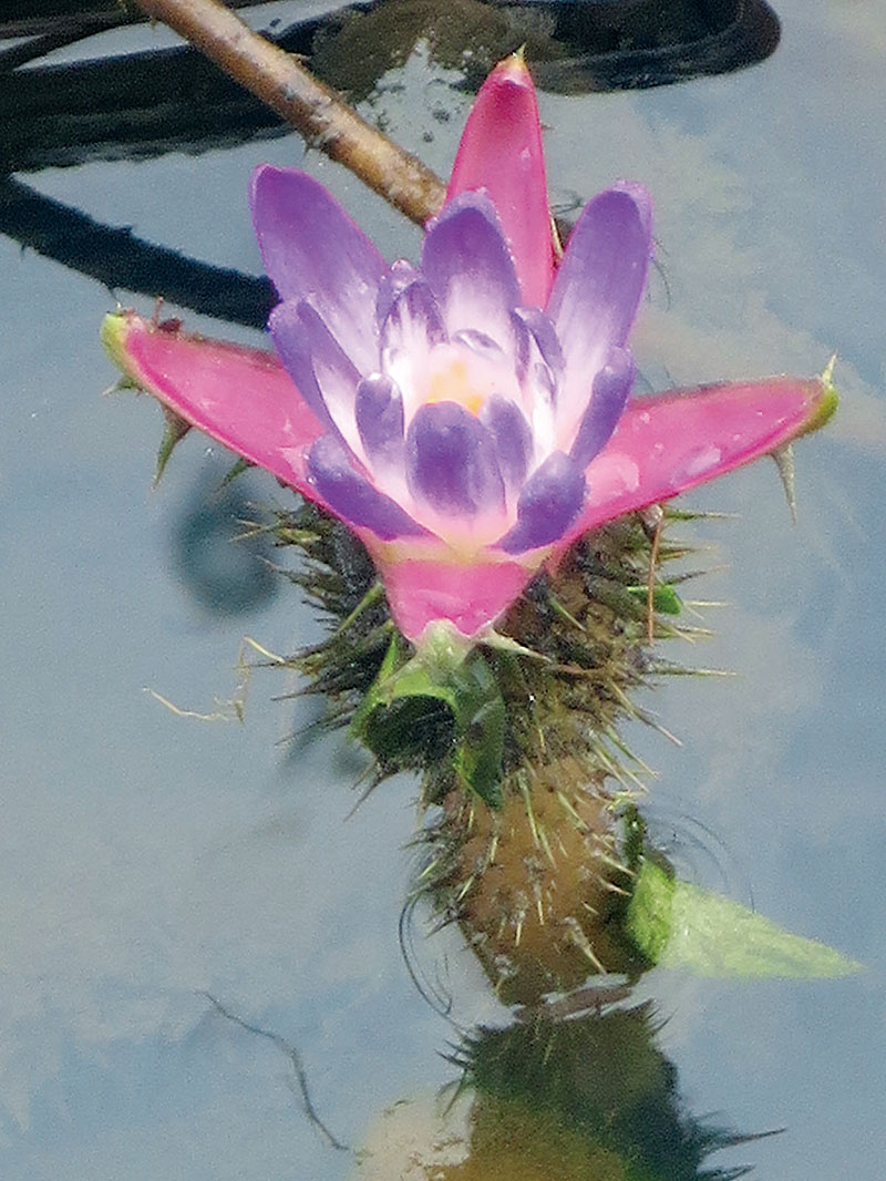 浮葉のないところで赤紫色の花を咲かせるオニバス＝8日午前8時ごろ、加須市飯積