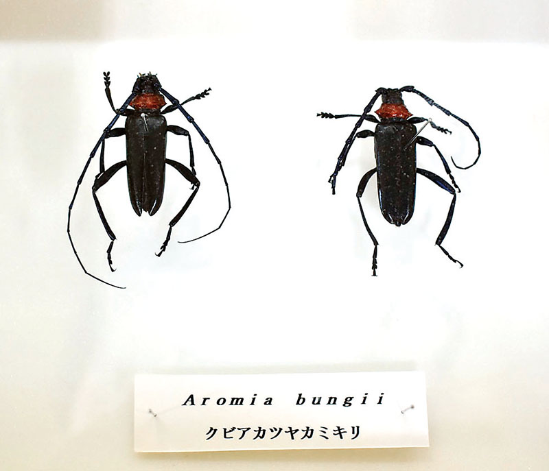クビアカツヤカミキリのオス（左）とメスの標本