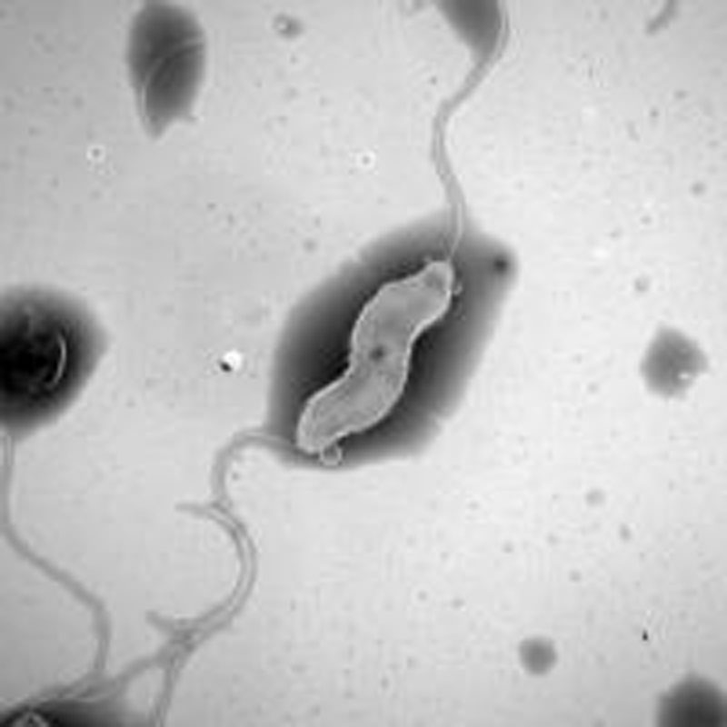 カンピロバクターの菌体（埼玉県提供）