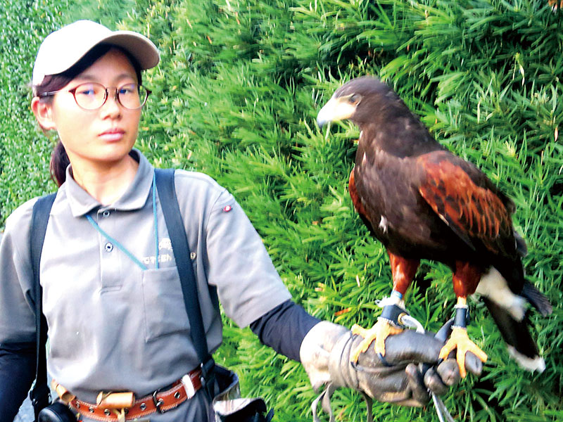 ムクドリを追い払うために出動する鷹匠の三輪優奈さんとハリスホークの「露」＝25日午後6時半、加須市中央