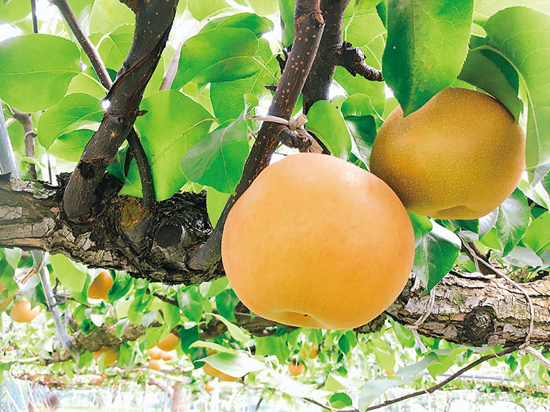 春日部市内牧地域で栽培されている「甘熟梨」（市提供）