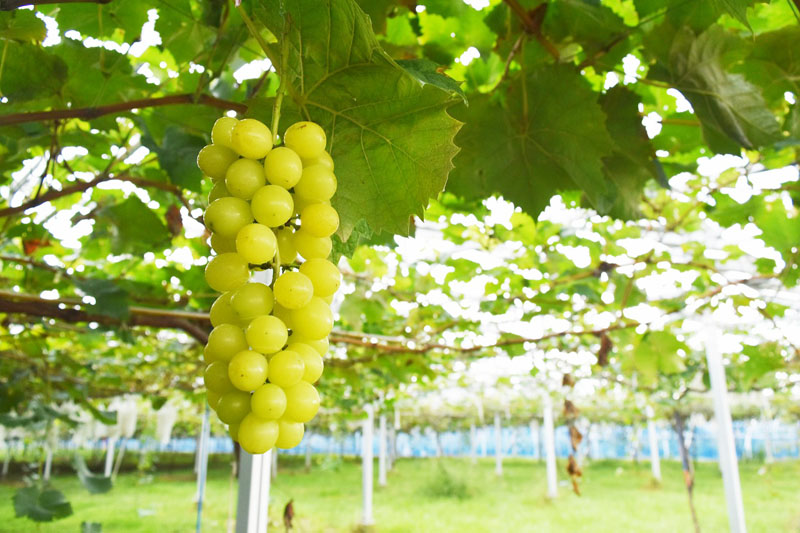 シャインマスカット