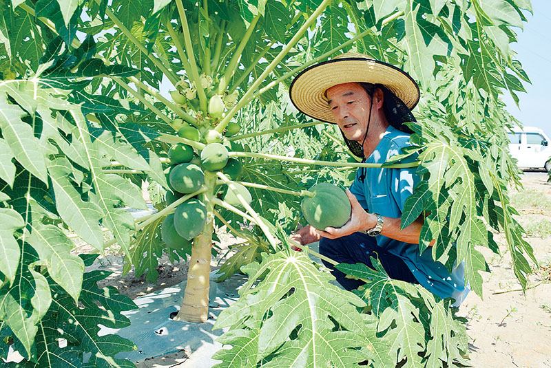 青パパイヤを収穫する今井稔通さん＝さいたま市岩槻区大野島