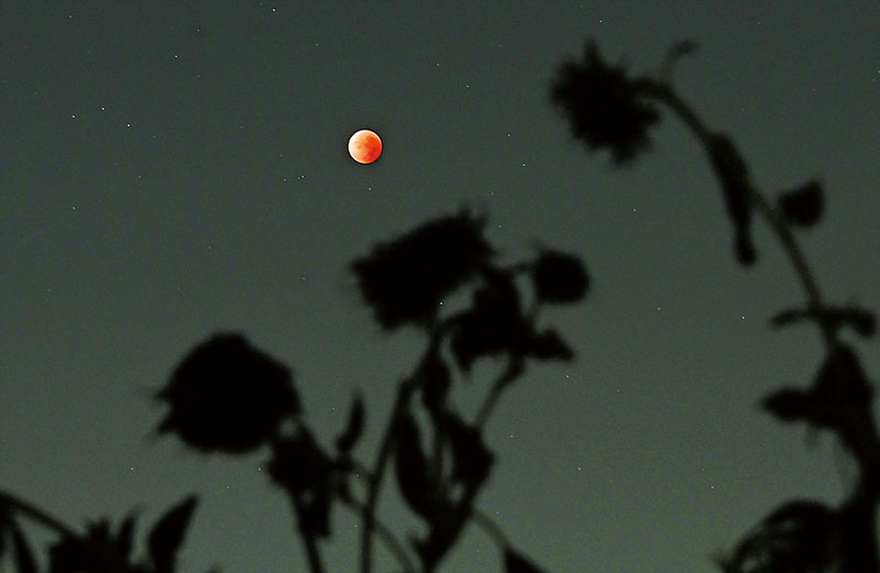 ヒマワリの影越しに赤銅色の満月が光る＝8日午前3時40分ごろ、さいたま市緑区