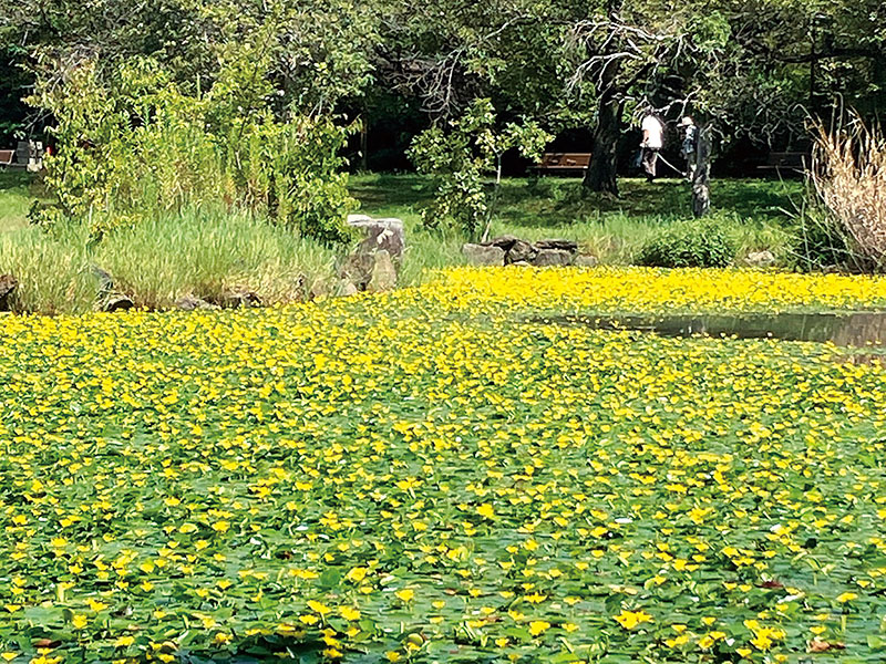池の水面いっぱいに広がるアサザの花