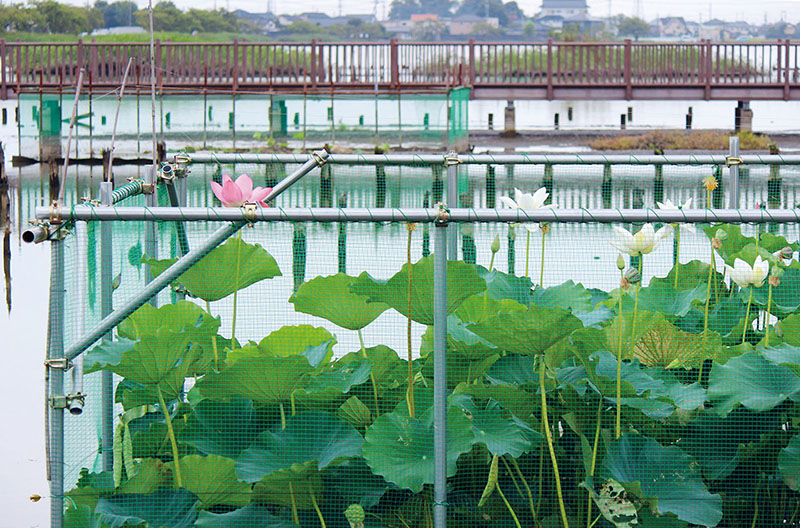 囲いの中で開花したピンクと白の古代ハス