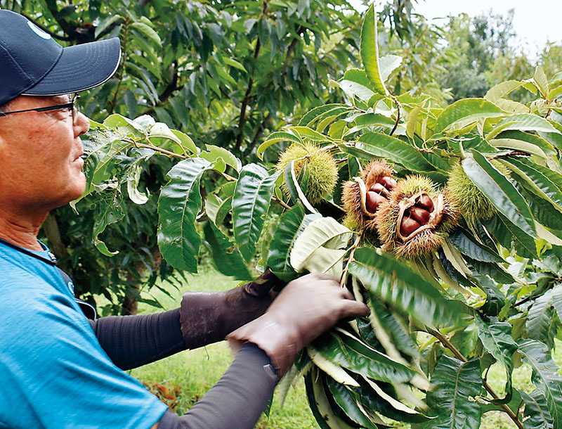 収穫が始まったクリ＝19日午後、日高市南平沢