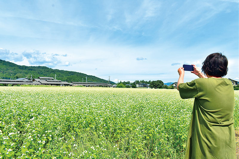 畑一面に咲き誇るソバの花