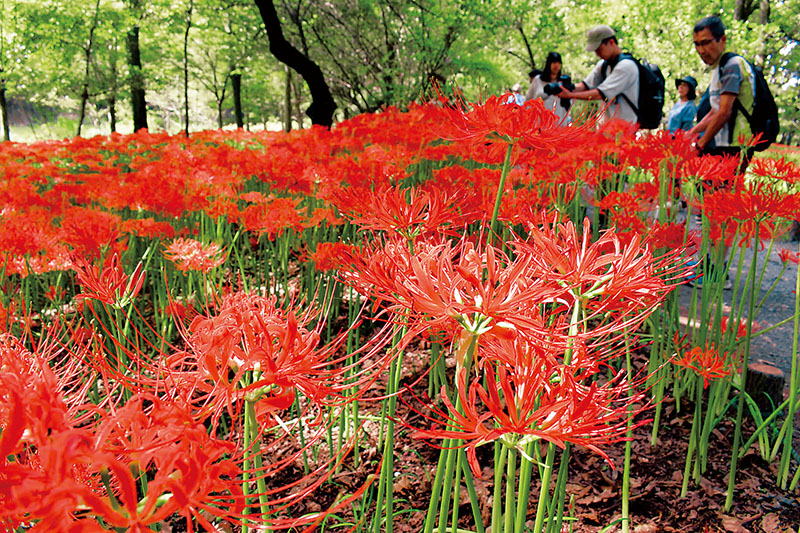 開花が始まったヒガンバナ＝24日午前、日高市高麗本郷