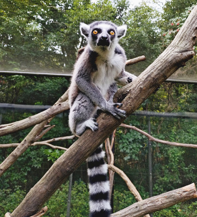一時脱走した「ユズ」（こども動物自然公園ホームページより）