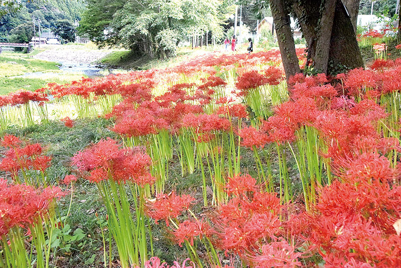 安戸橋の上流付近に自生するヒガンバナ