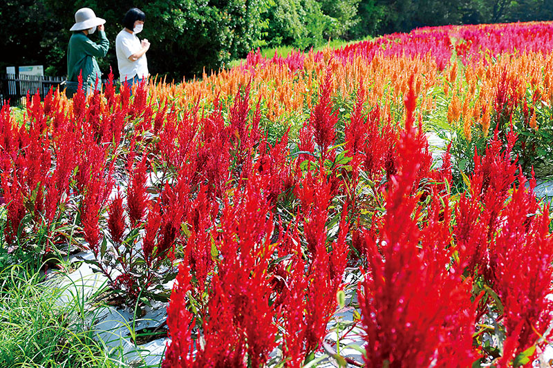 色鮮やかに咲き誇っている羽毛ゲイトウ