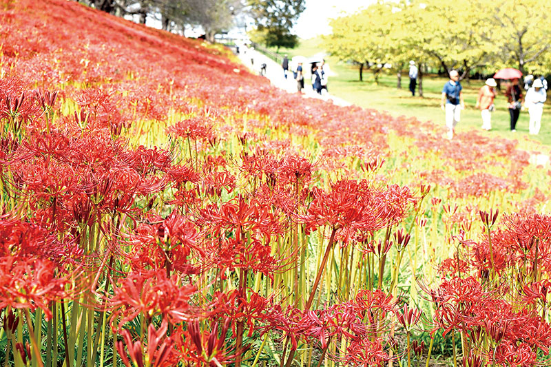 土手を赤く染めるヒガンバナ