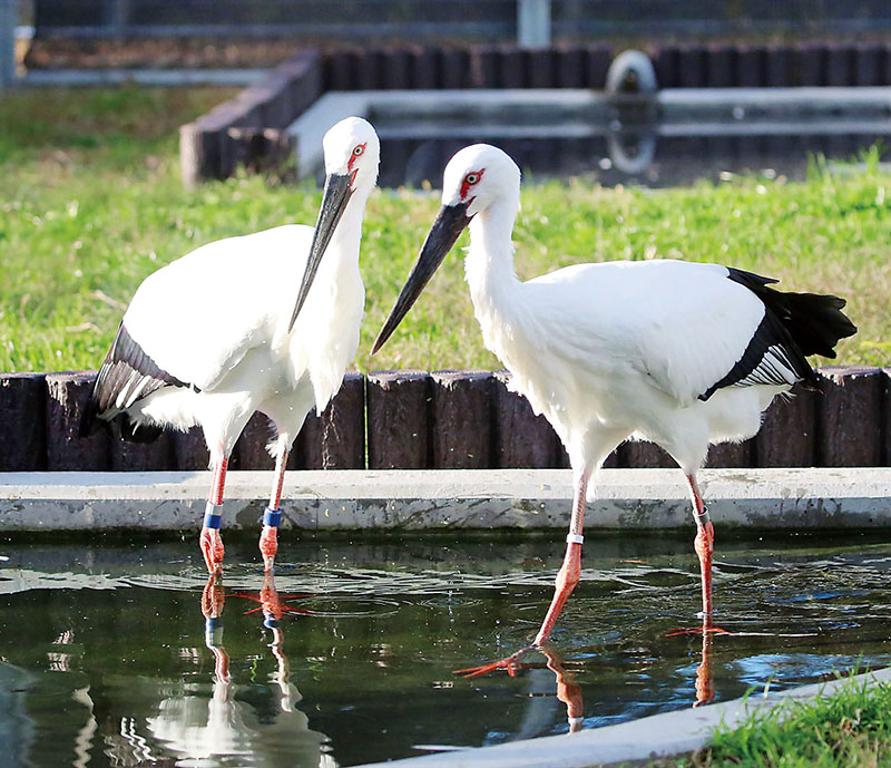 鴻巣市が飼育している市の鳥に制定されたコウノトリ。雄の空（左）と雌の花（市提供）