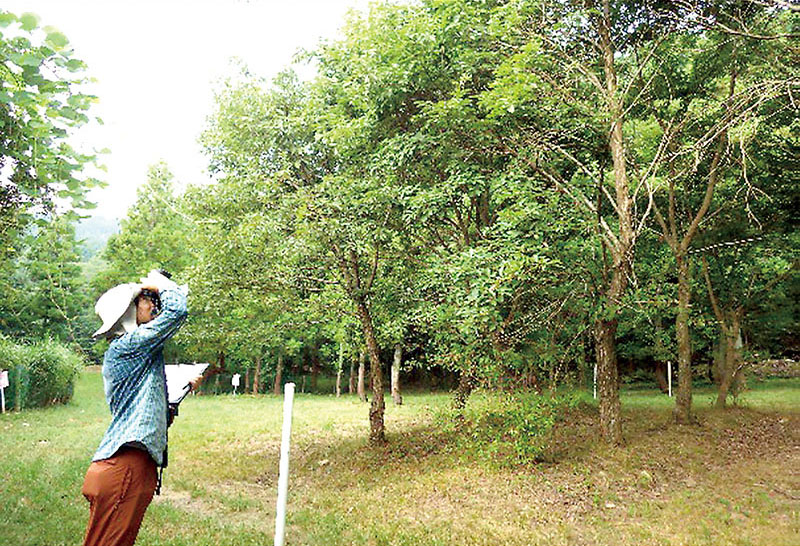 堅果類豊凶調査の様子（県提供）