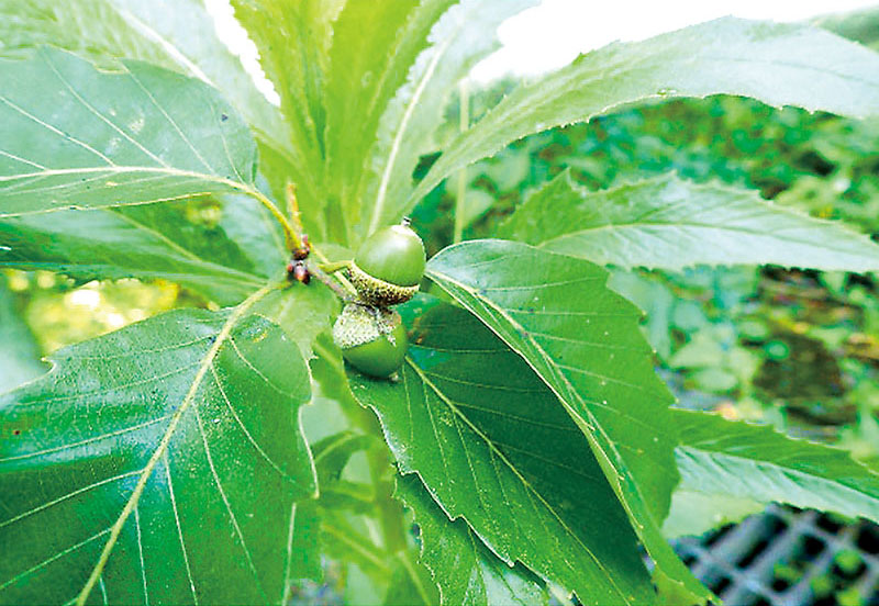 コナラの堅果（県提供）