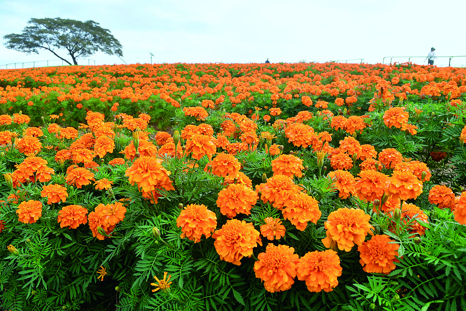 見頃を迎えているマリーゴールド