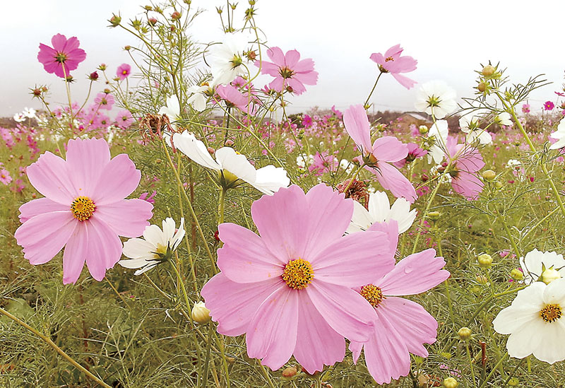 訪れた人たちを楽しませているコスモス