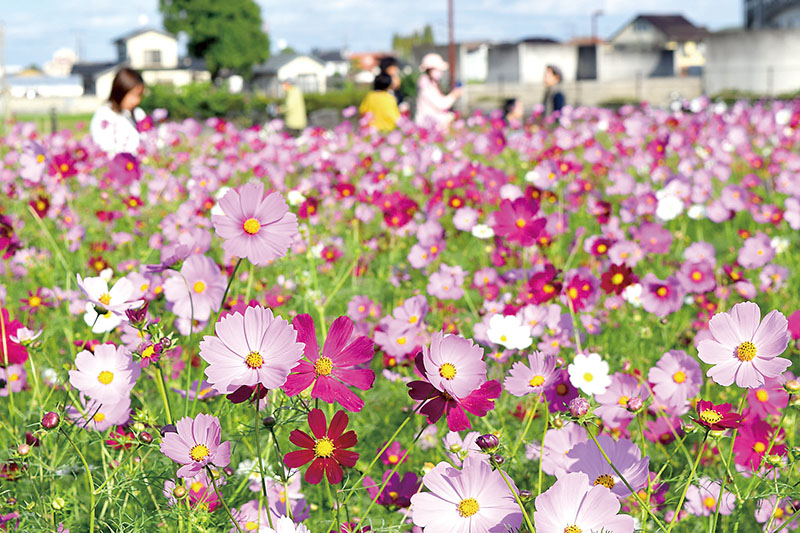 色とりどりの花を咲かせるコスモス畑