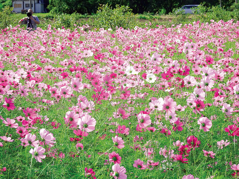 秋風に揺れるピンクや白色のコスモス＝24日午前、鶴ケ島市上新田