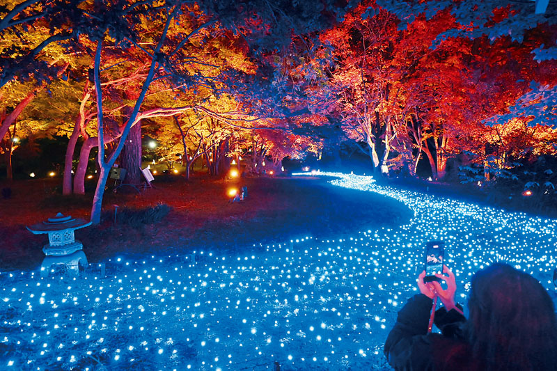 ライトアップされた紅葉と青色の電飾が園内を彩る＝17日午後5時45分ごろ、滑川町の国営武蔵丘陵森林公園